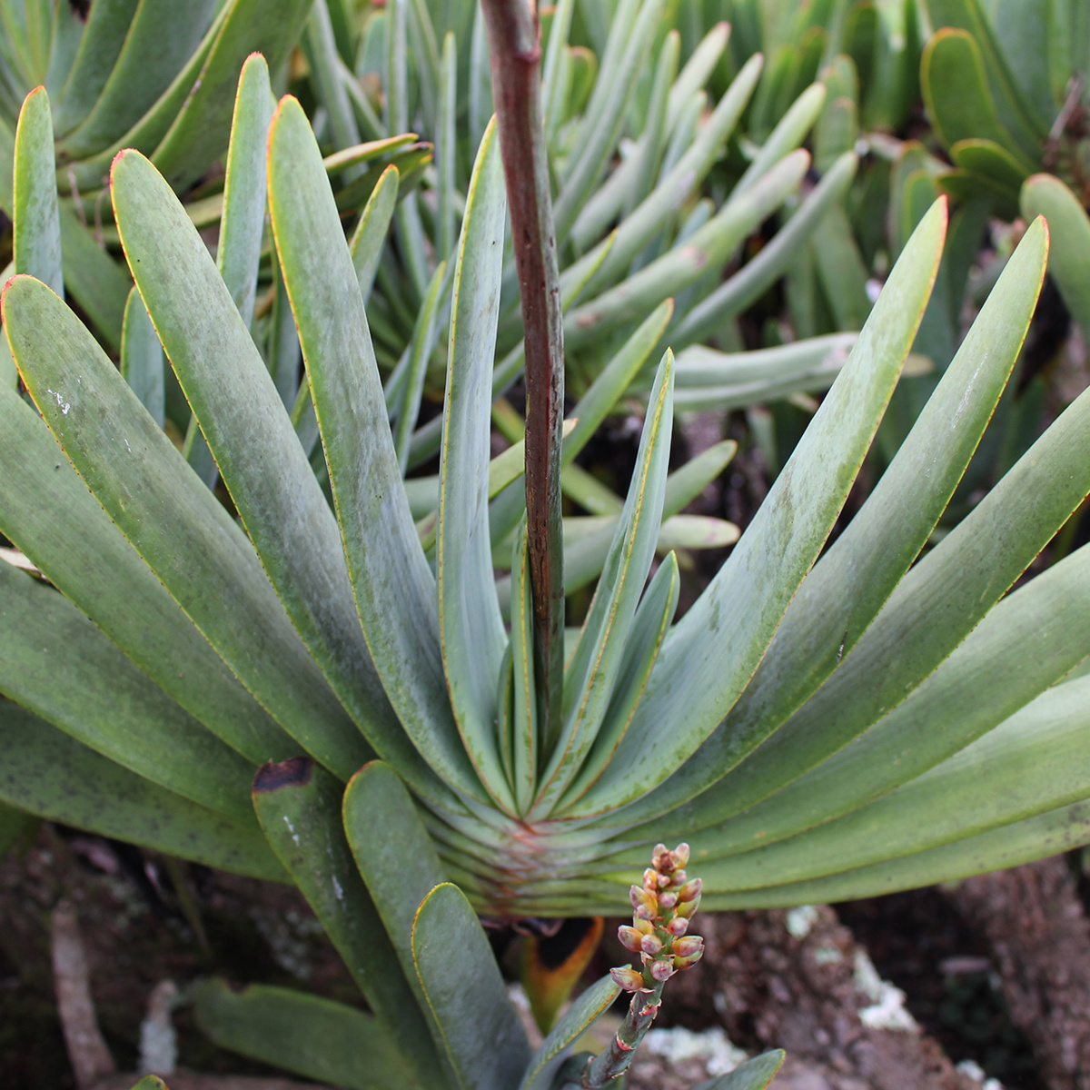 Container Plant